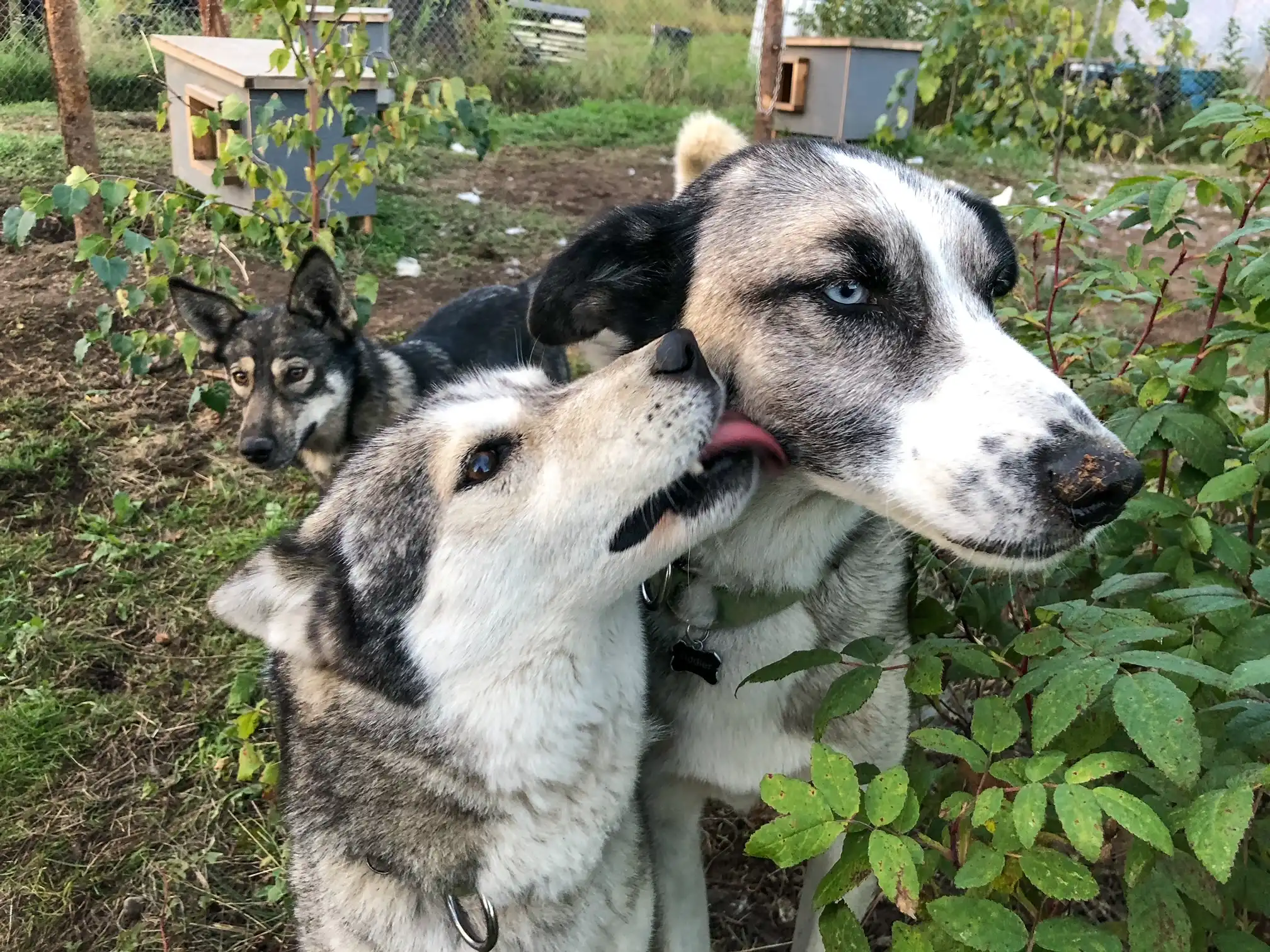 Husky licks another dog's face affectionately