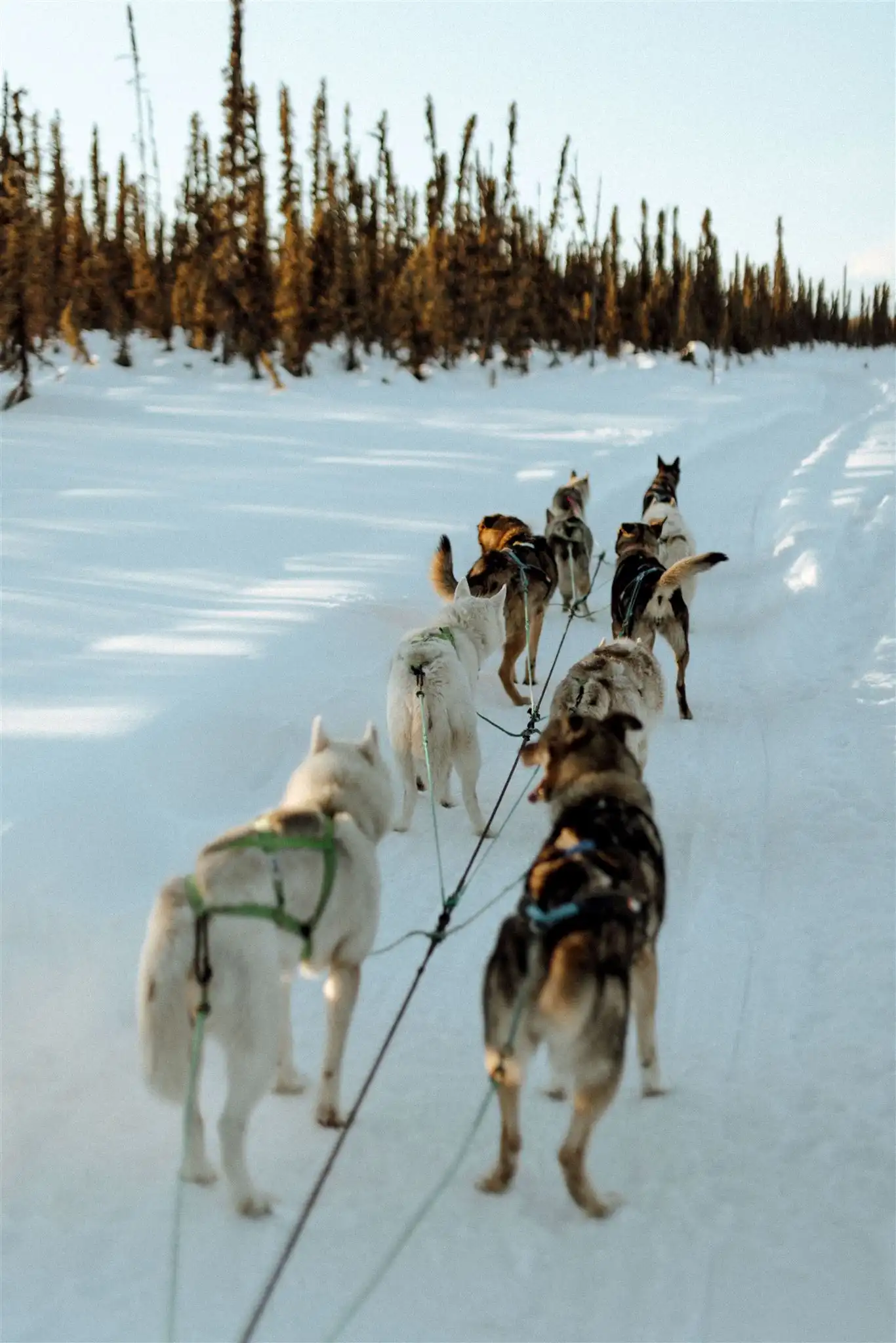 Winter Dog Sled Tours. Talkeetna - Susitna Sled Dog Adventures