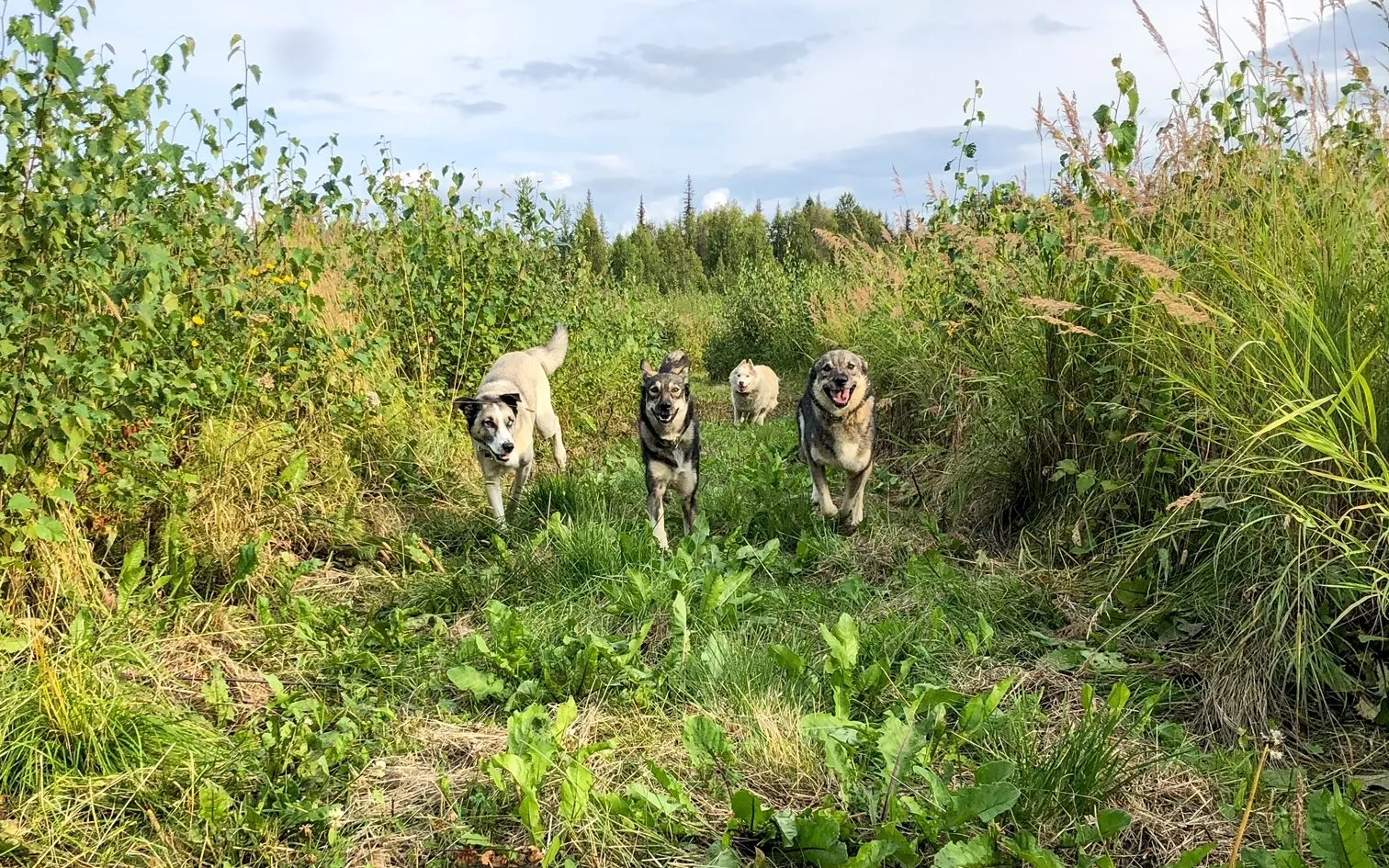 Dogs running through grassy forest trail
