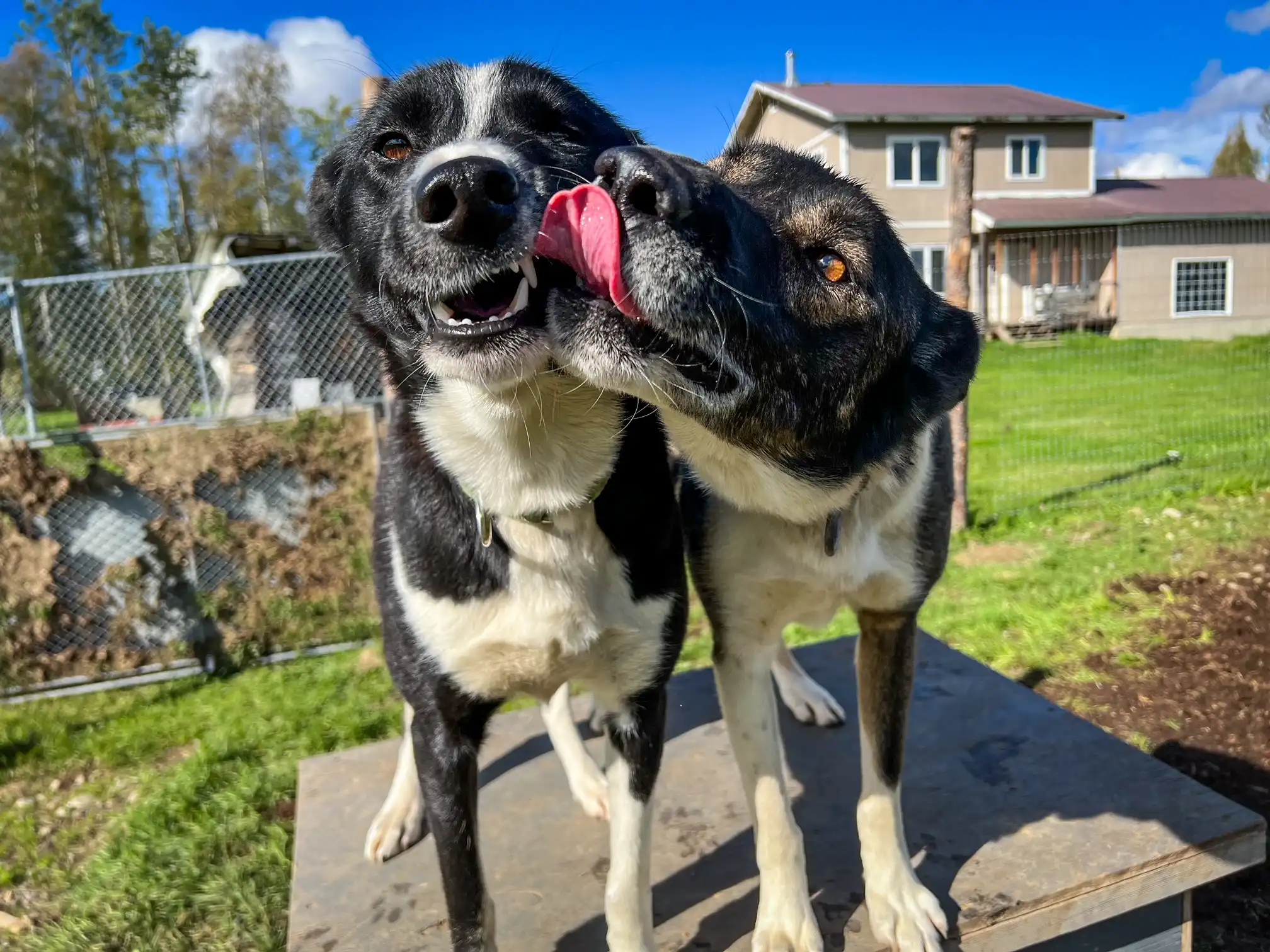 Dog licks another dog's face playfully